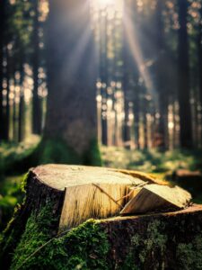 forest, tree stump, chop wood, timber industry, firewood, wood, tree trunks, nature, forestry, wood work, lumberjack, sawed off, like, spruce
